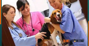 How to Become a Veterinary Doctor